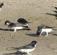 Western House Martin