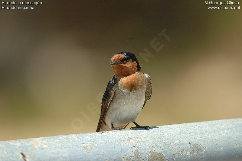 Hirondelle messagèreadulte nuptial