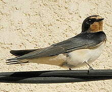 Barn Swallow