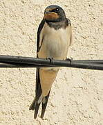 Barn Swallow