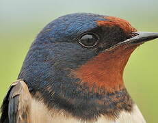 Barn Swallow