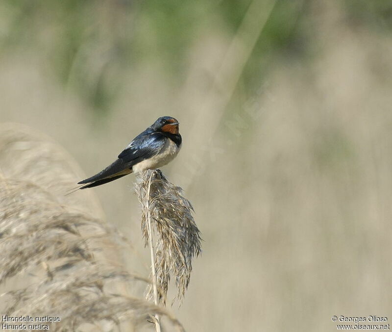 Barn Swallow male adult breeding, identification, Behaviour
