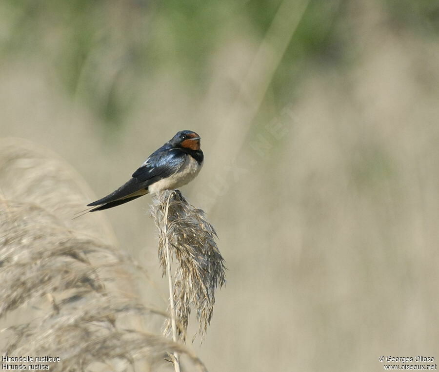 Hirondelle rustique mâle adulte nuptial, identification, Comportement