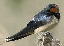 Barn Swallow