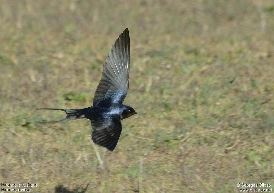 Barn Swallow male adult breeding, Flight