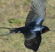 Barn Swallow