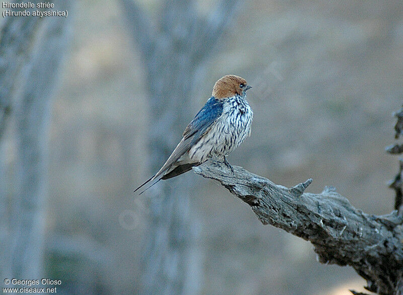 Lesser Striped Swallow