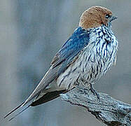 Lesser Striped Swallow