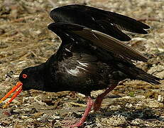 Variable Oystercatcher