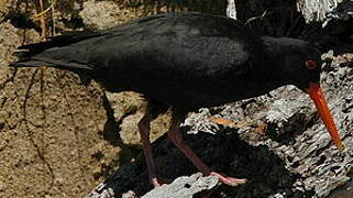 Variable Oystercatcher