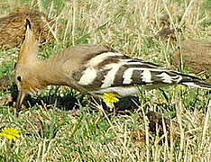 Eurasian Hoopoe