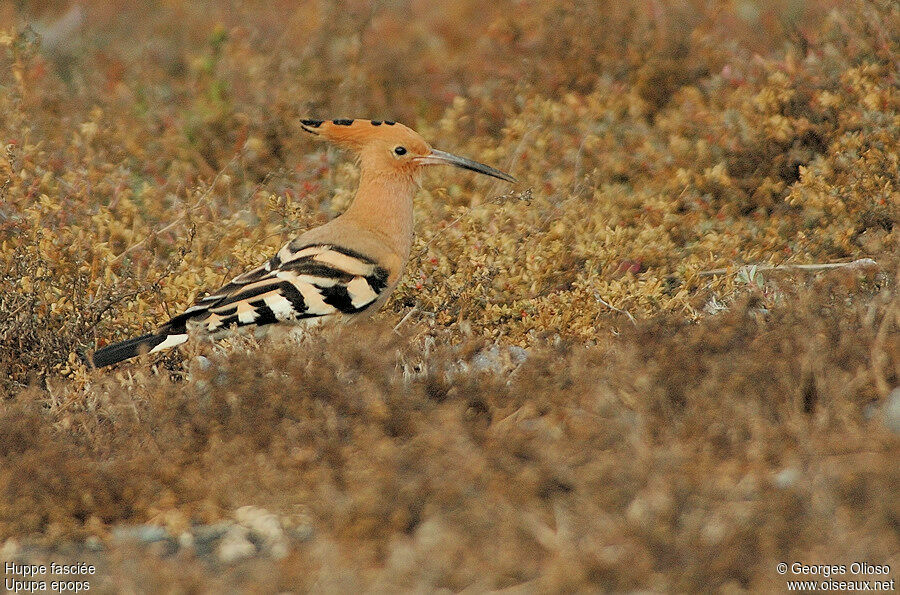 Eurasian Hoopoeadult breeding