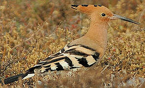 Eurasian Hoopoe