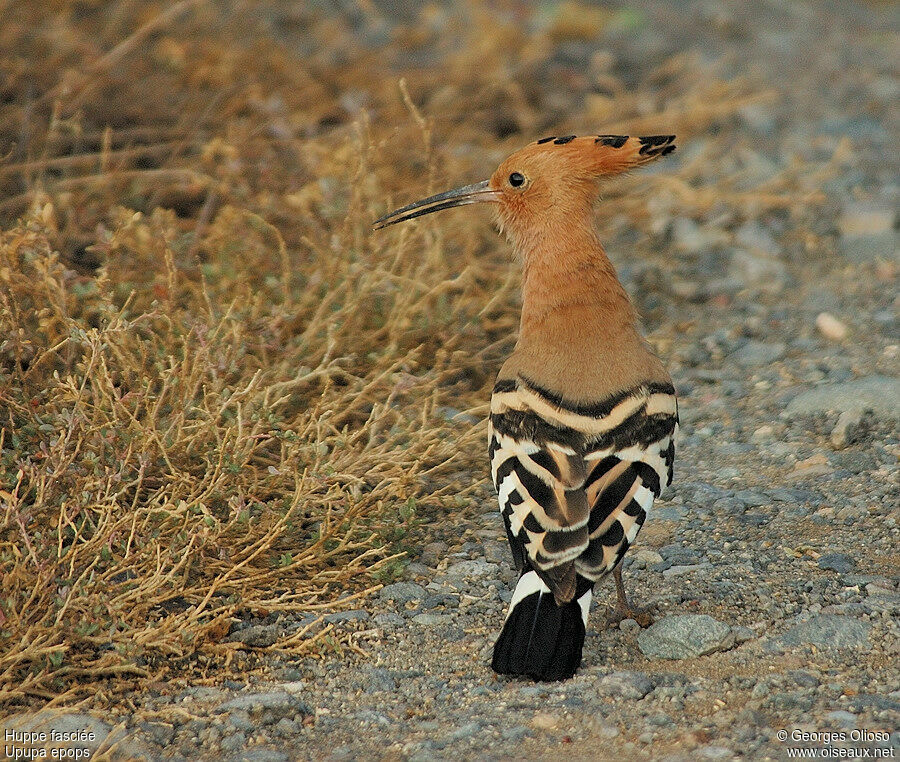 Eurasian Hoopoeadult breeding