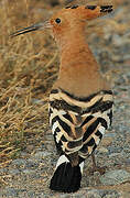 Eurasian Hoopoe