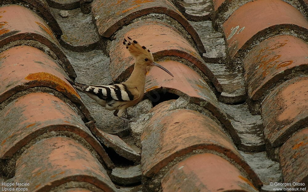 Eurasian Hoopoe male adult breeding