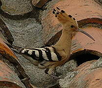 Eurasian Hoopoe