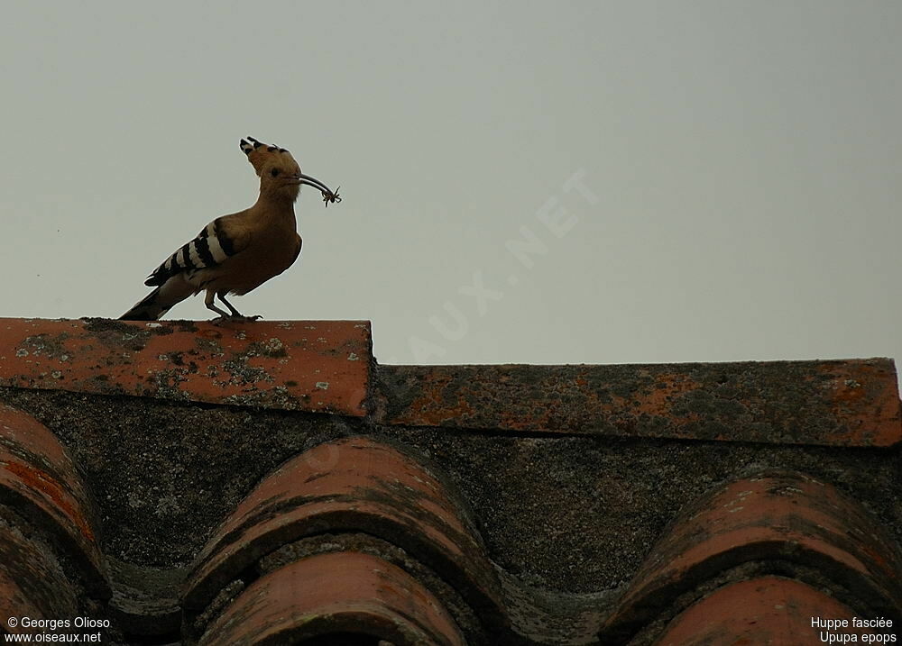 Eurasian Hoopoe male adult breeding