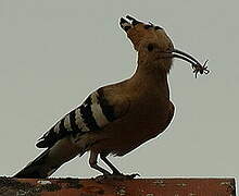 Eurasian Hoopoe