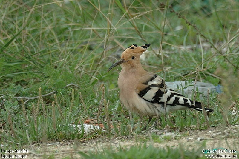 Eurasian Hoopoeadult post breeding