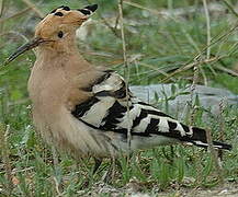 Eurasian Hoopoe