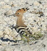 Eurasian Hoopoe