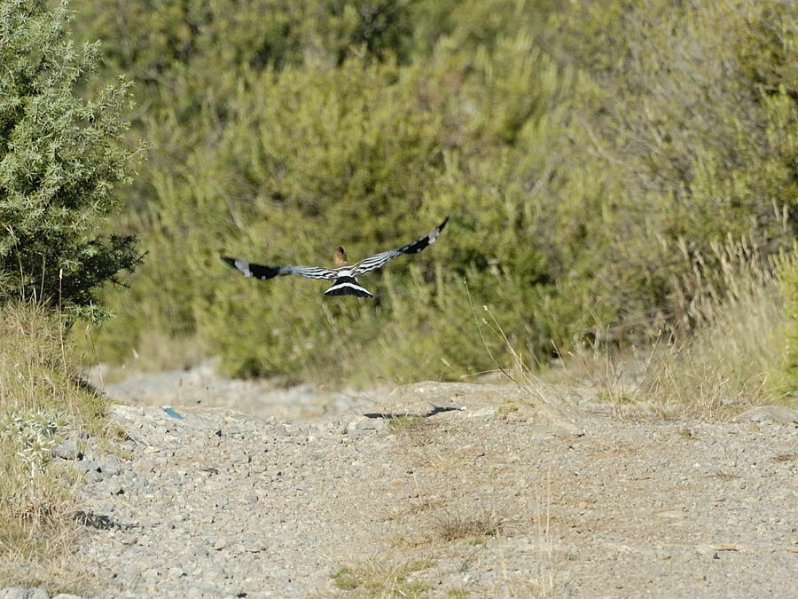 Eurasian Hoopoe