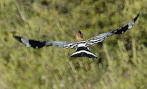 Eurasian Hoopoe