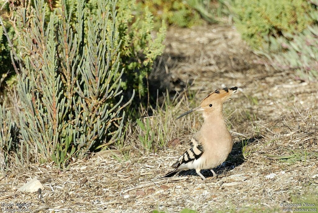 Eurasian Hoopoe, identification