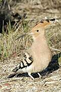 Eurasian Hoopoe