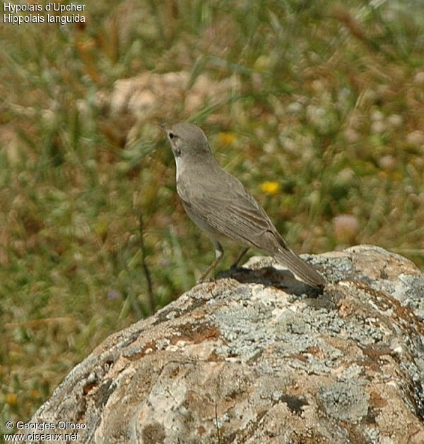 Upcher's Warbler male adult breeding