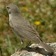 Upcher's Warbler