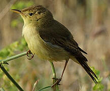 Melodious Warbler