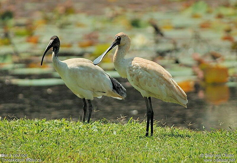 Australian White Ibisadult