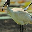 Ibis à cou noir