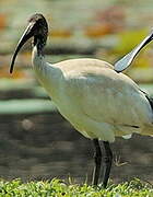 Australian White Ibis