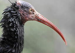 Northern Bald Ibis