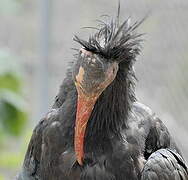 Northern Bald Ibis