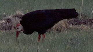 Southern Bald Ibis