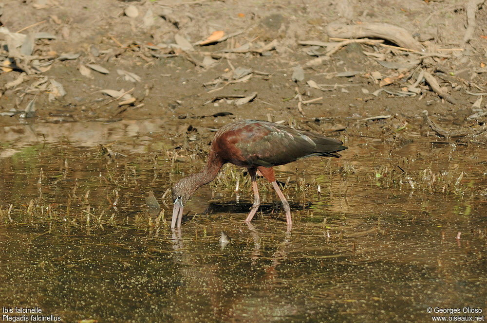 Ibis falcinelleadulte nuptial