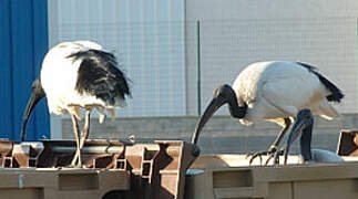 African Sacred Ibis