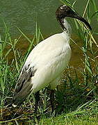 African Sacred Ibis