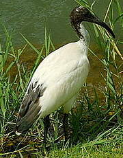 Ibis sacré