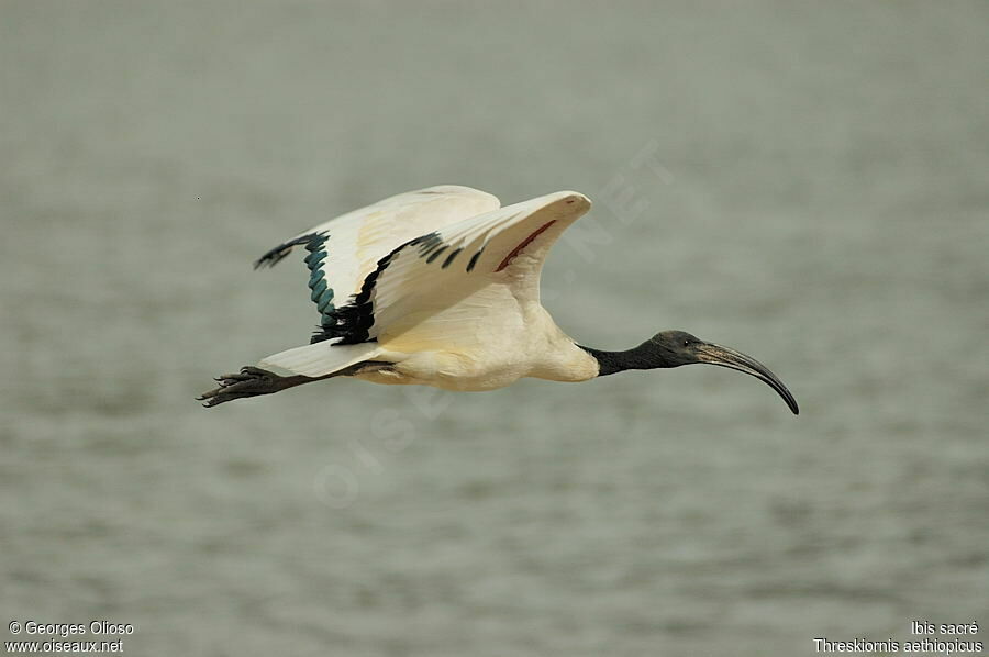 African Sacred Ibis