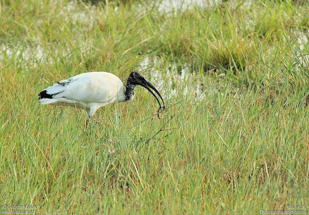 African Sacred Ibisimmature