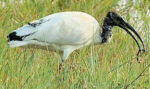 African Sacred Ibis