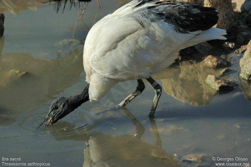 African Sacred Ibis