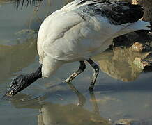 African Sacred Ibis