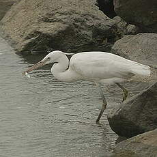 Aigrette des récifs