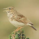 Cochevis huppé